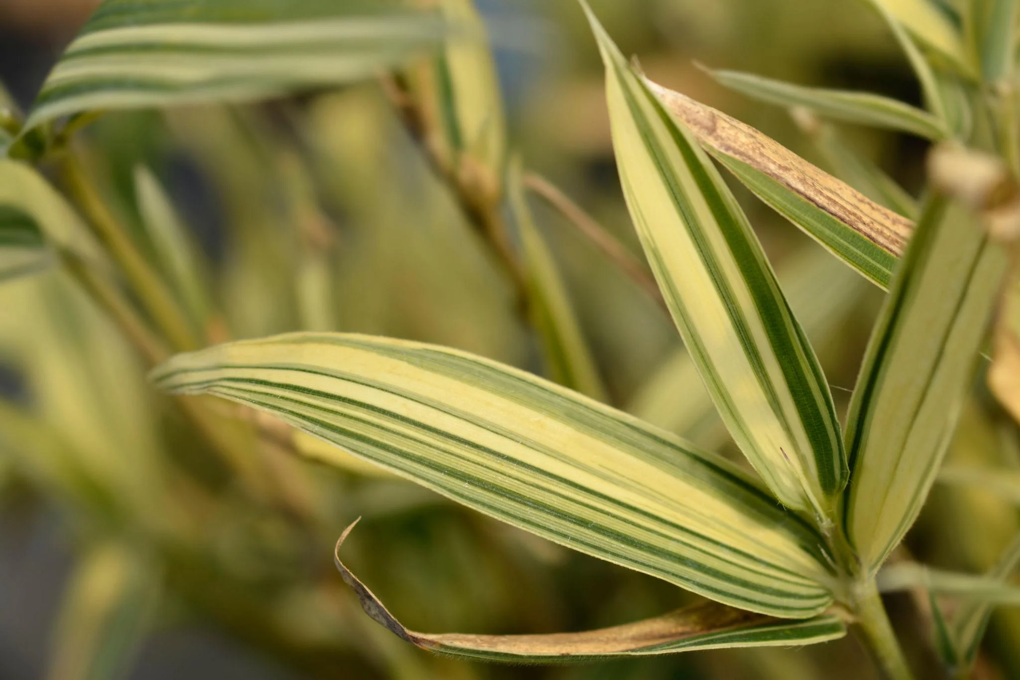 Varigated Bamboo thumbnail 2